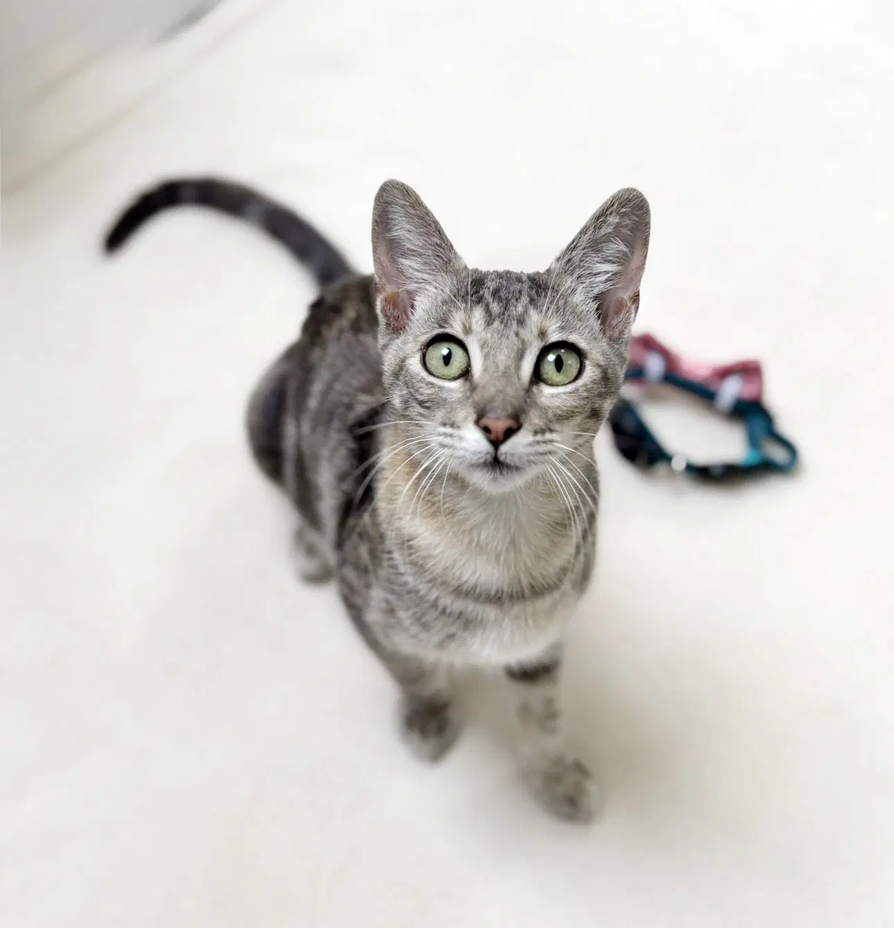 Madison - Tabby