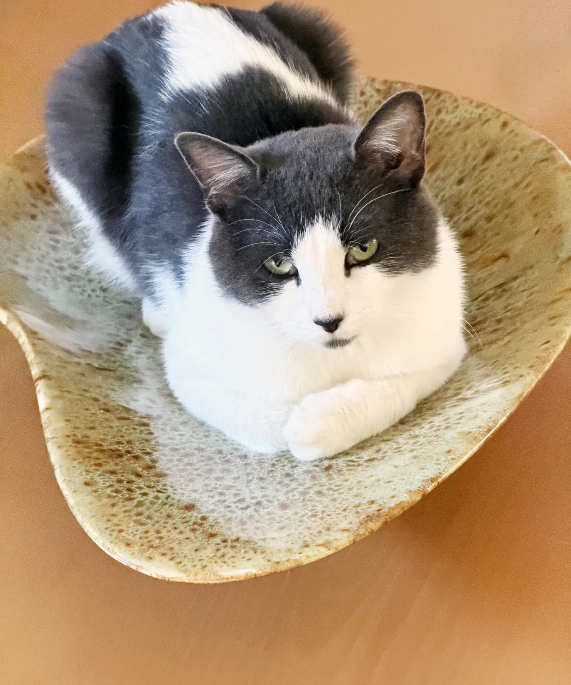 Rocky image 4