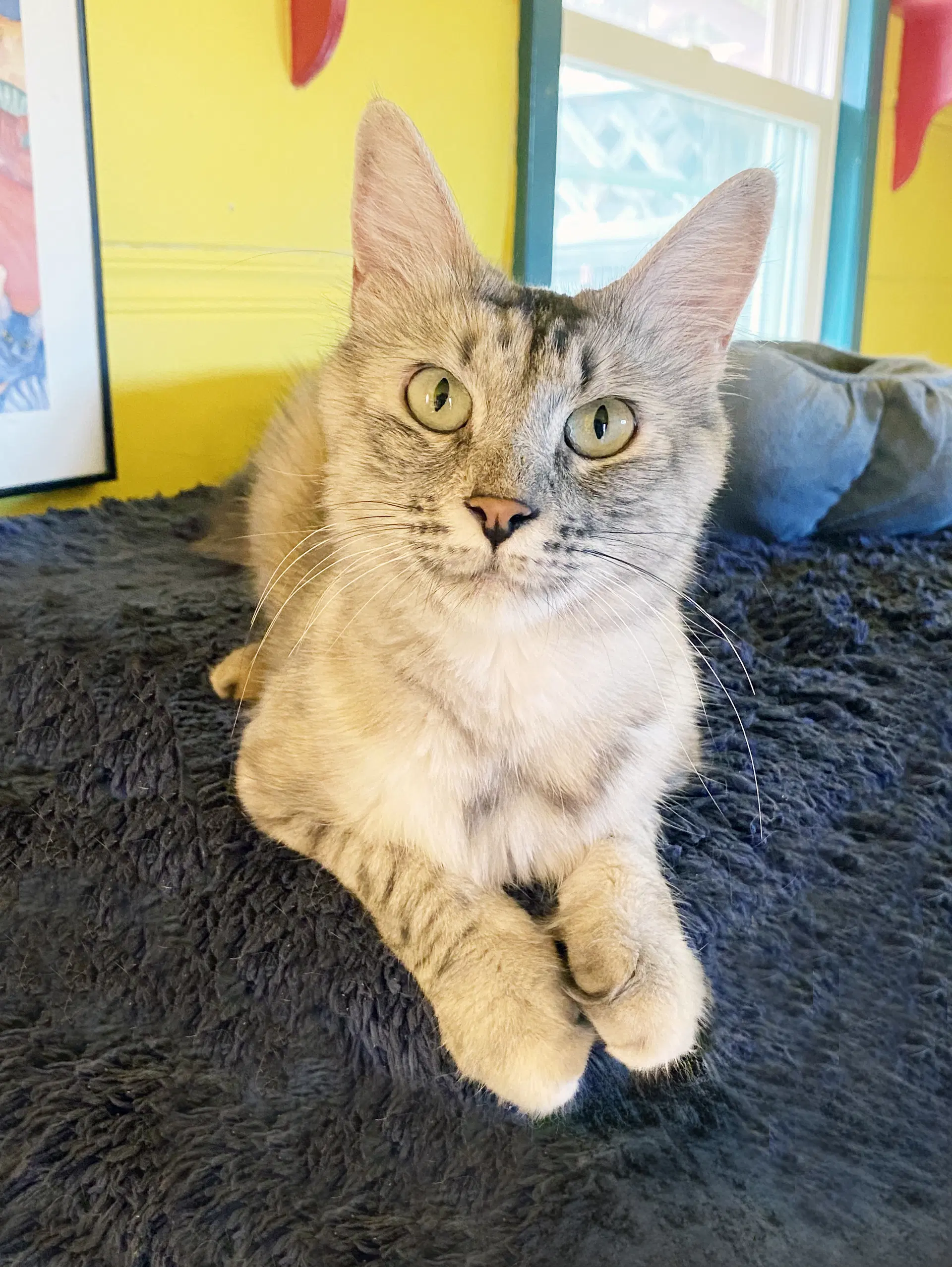 Ilaria - silver torbie