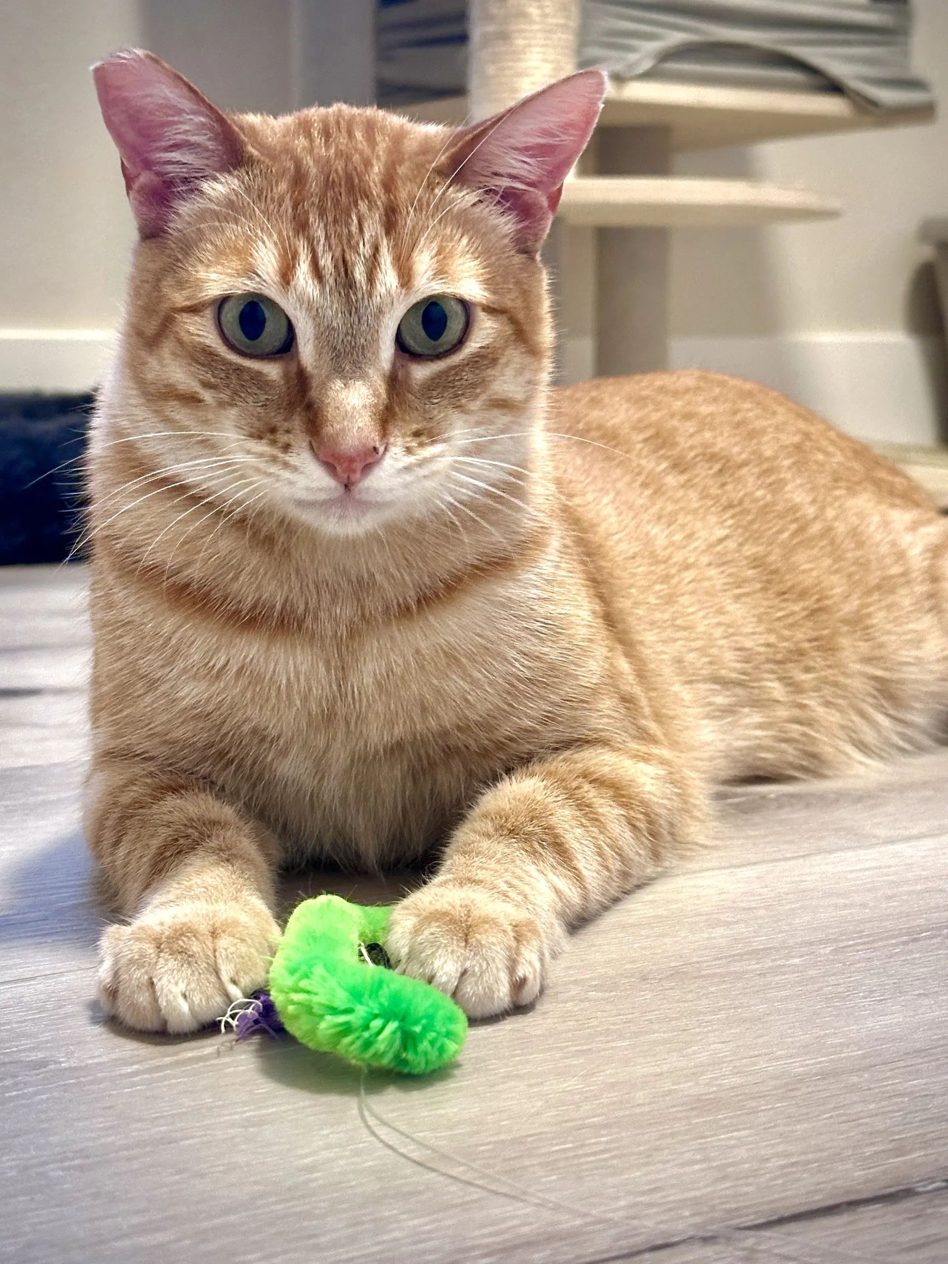 Ollie - Domestic Short Hair