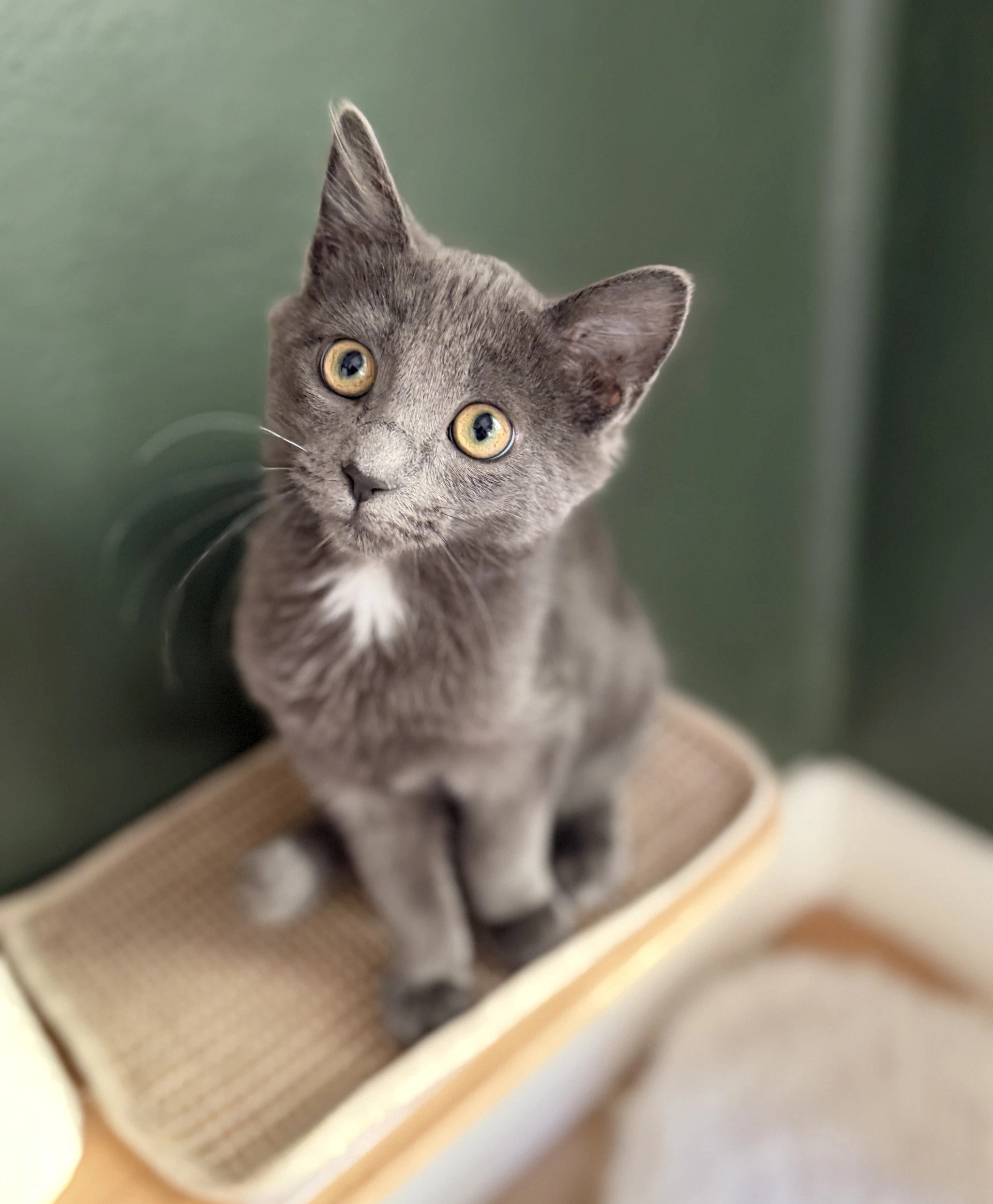 Gandalf