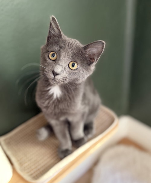 Gandalf, a cat for adoption from Island Cat Resources and Adoption