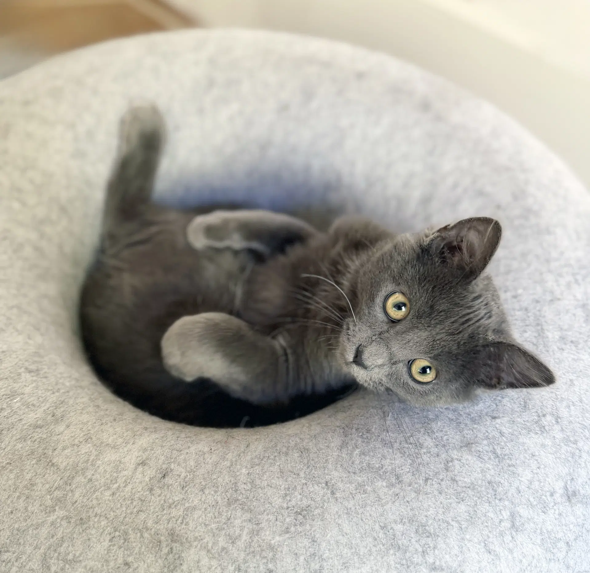 Gandalf image 2