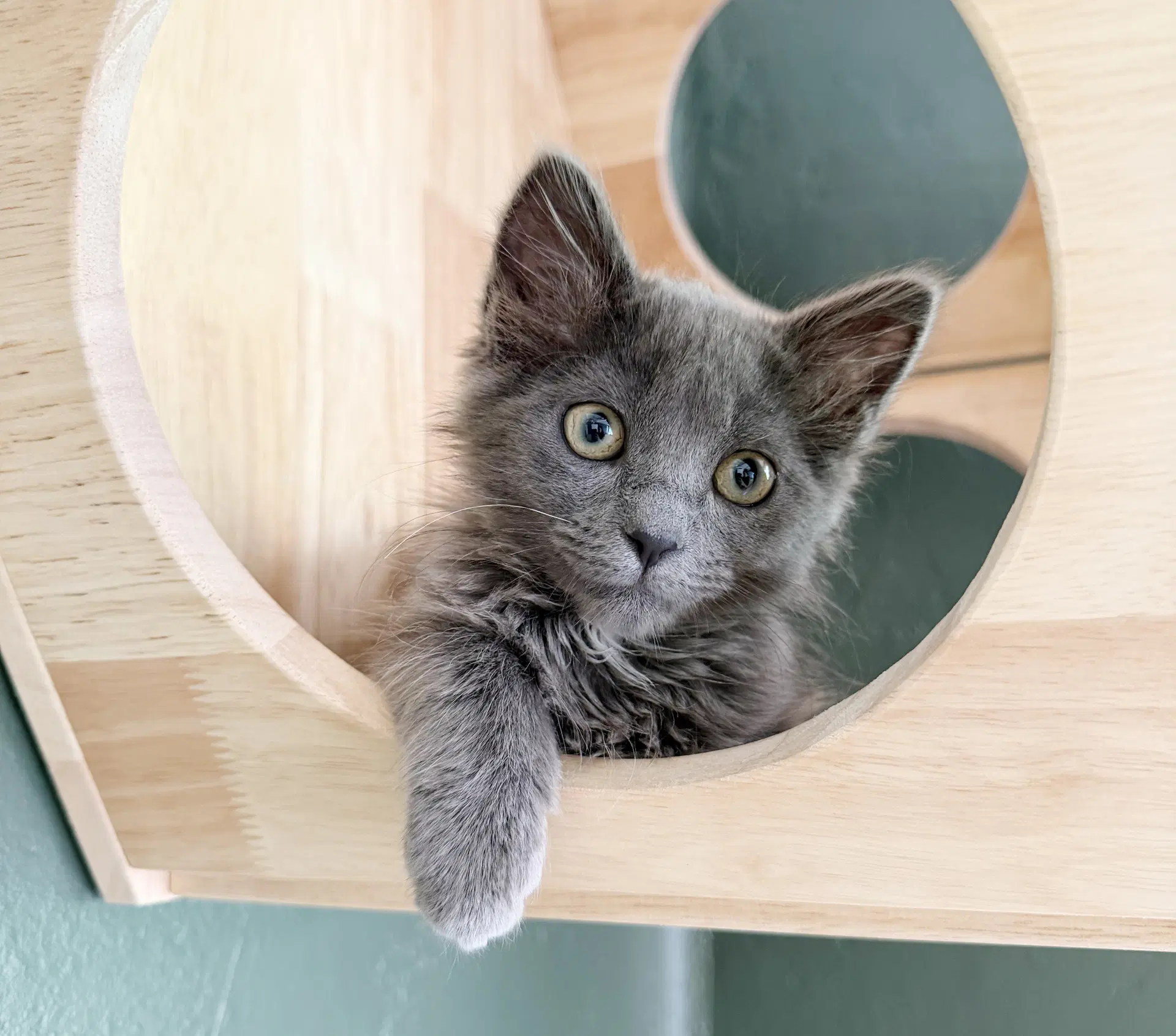 Gandalf image 4