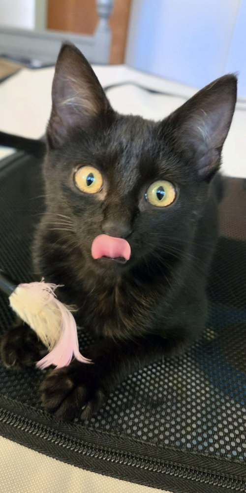 Photo 4 of Olive