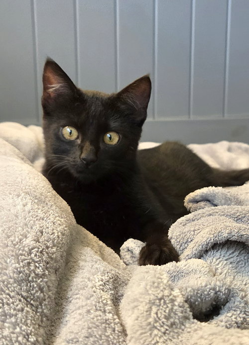 Photo 5 of Olive