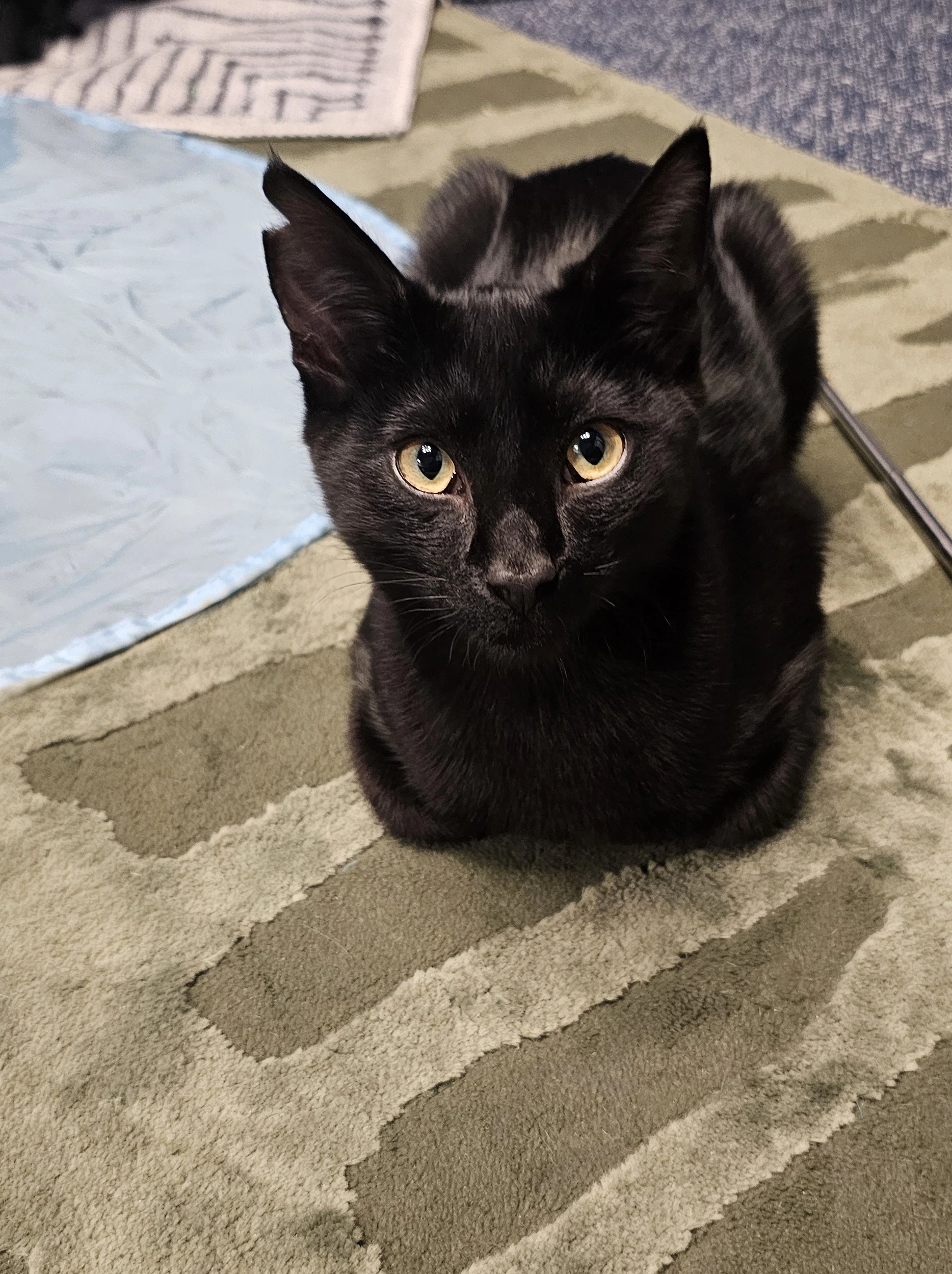 Coco