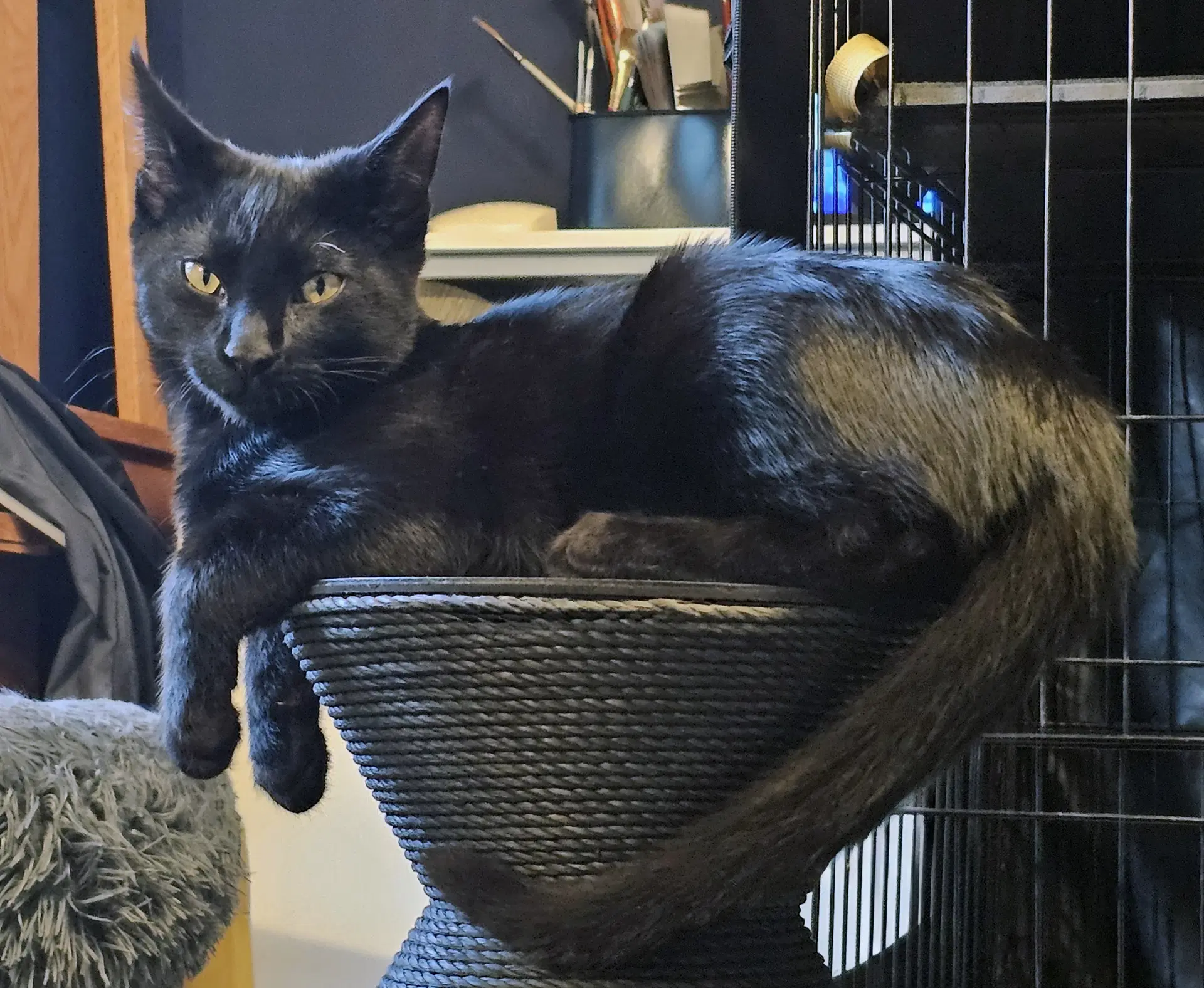 Coco image 2