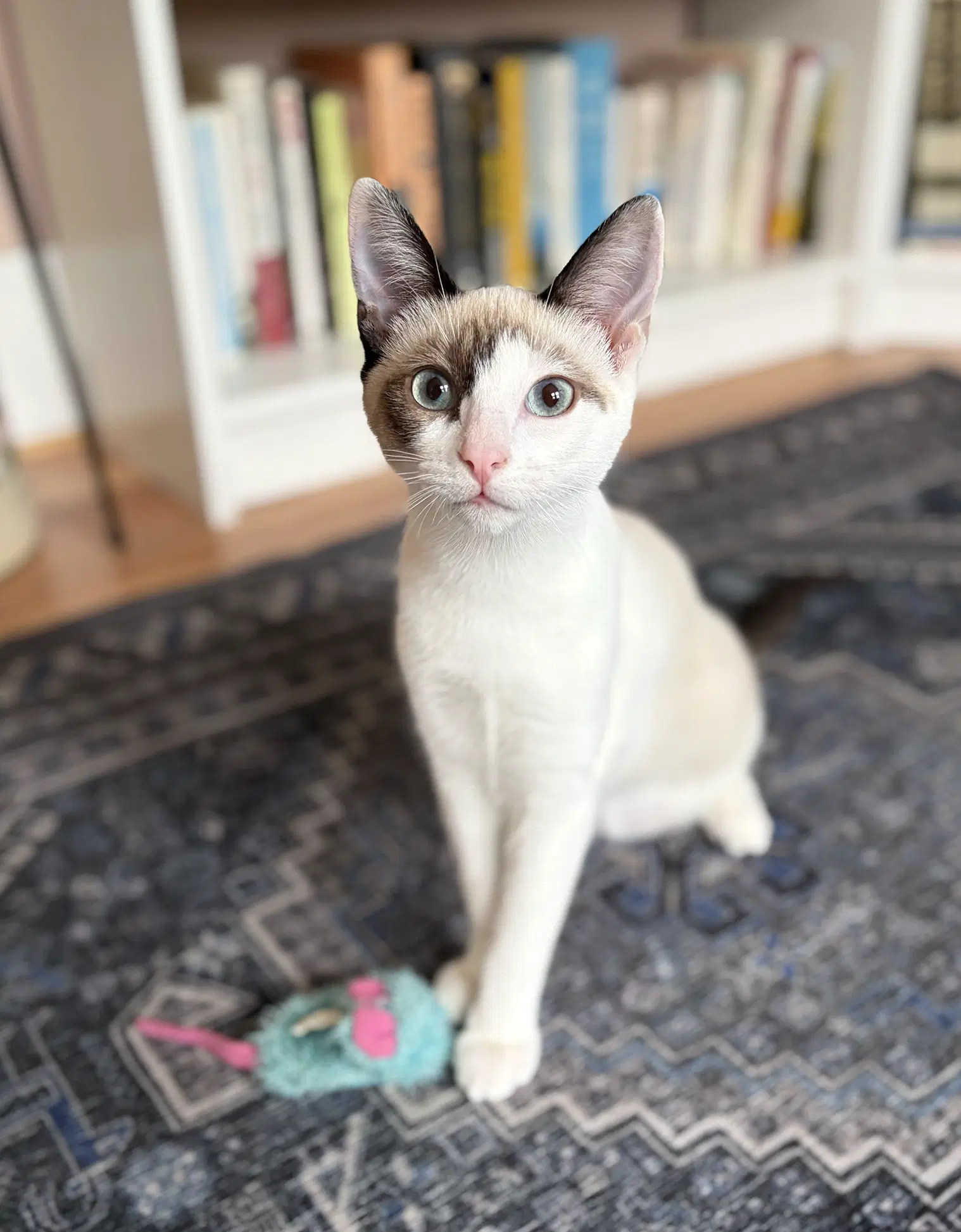 Vera - Snowshoe