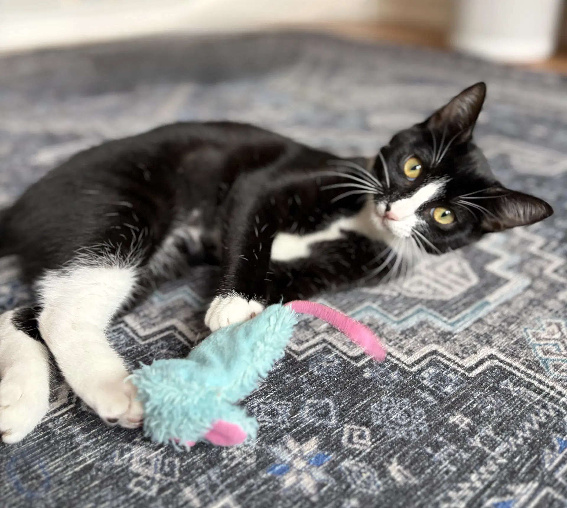 Domino - Tuxedo
