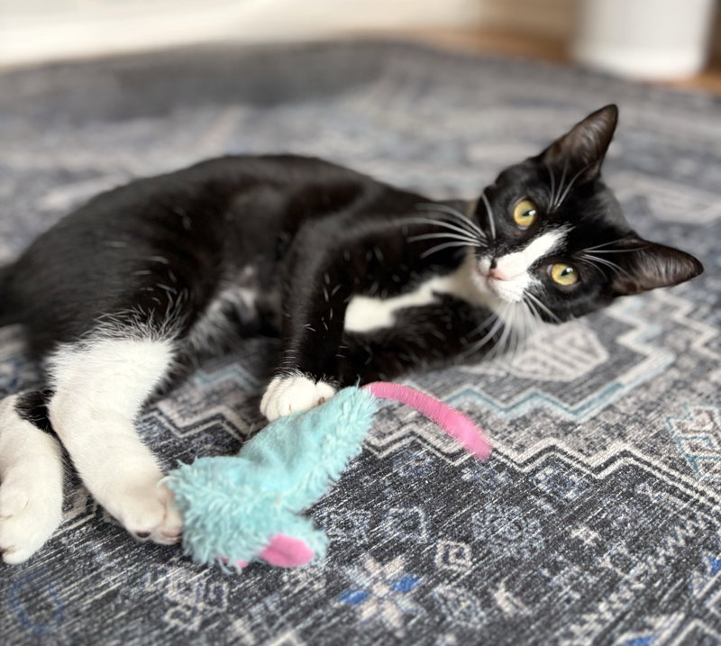 Domino, a female Tuxedo kitten up for adoption