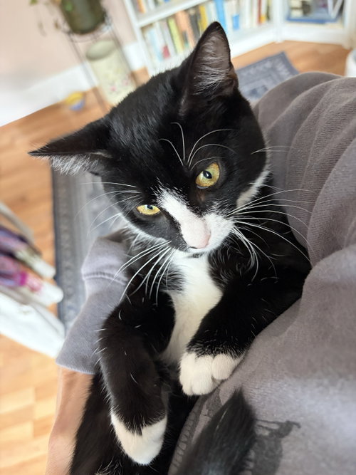 Photo 5 of Domino