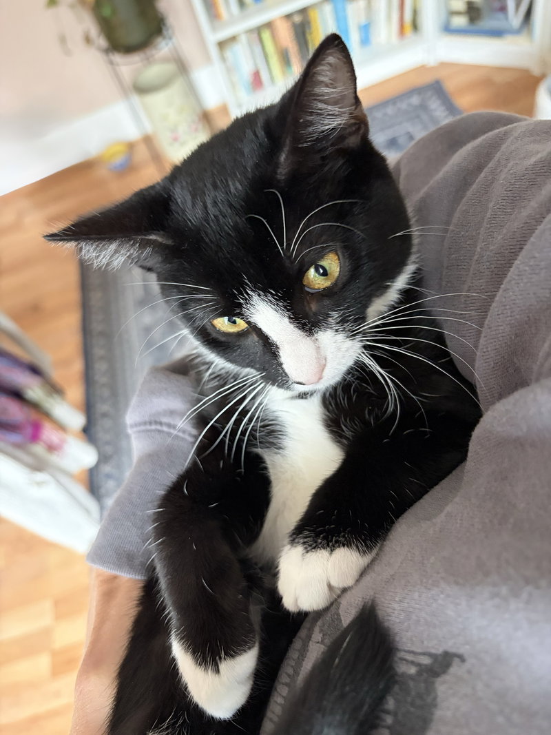 Domino, photo 5