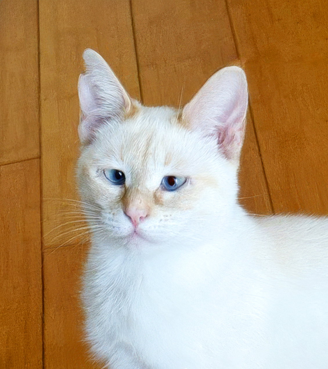 Firebug, Siamese