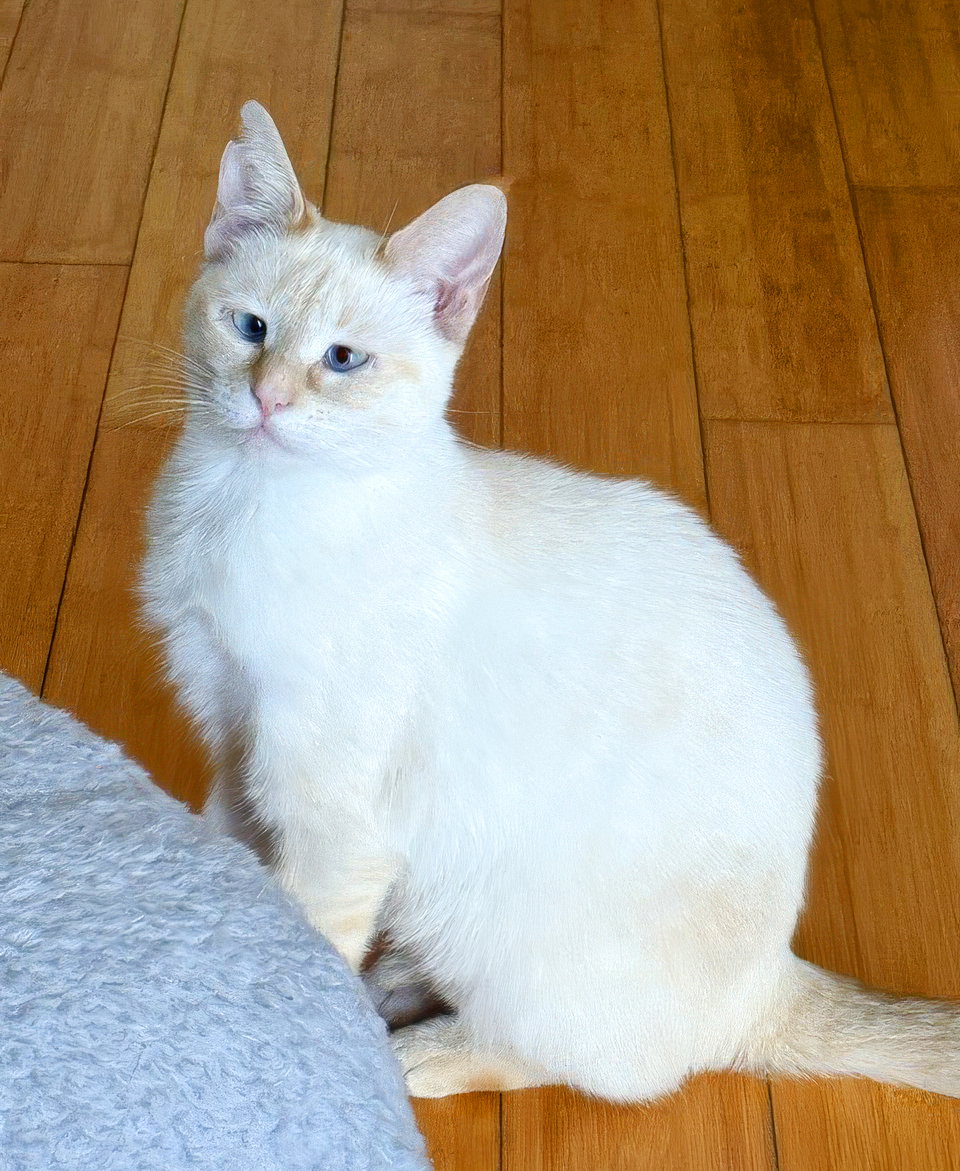 Firebug, photo 2