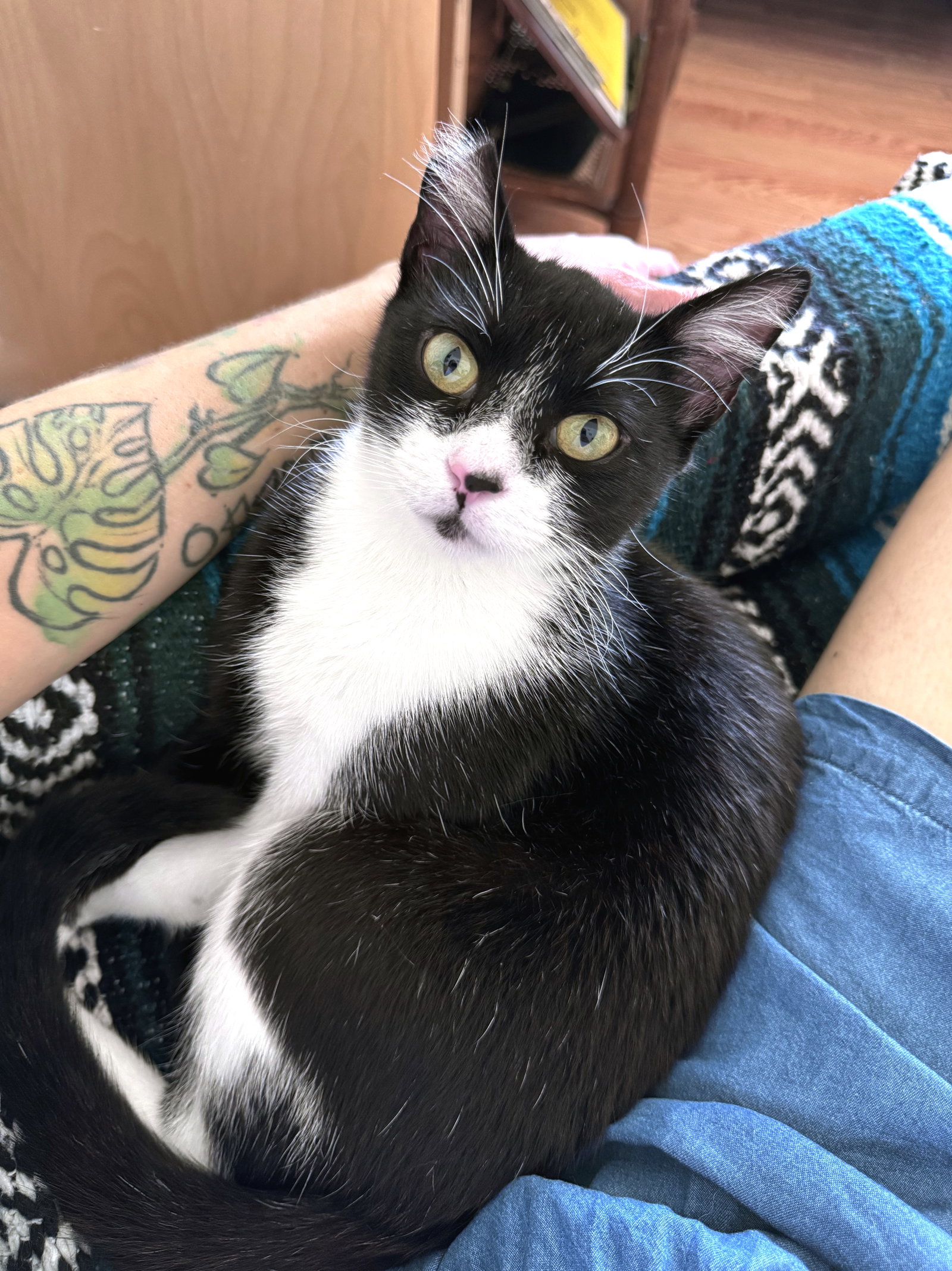 Jonesy, Tuxedo