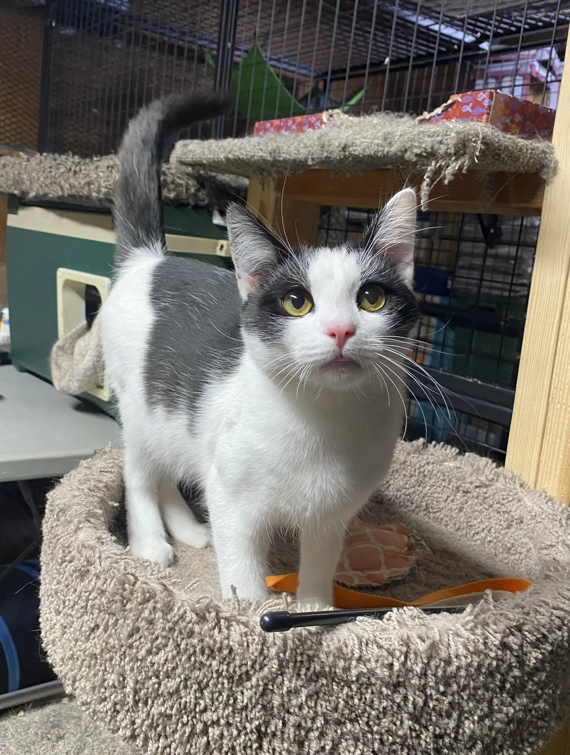 Max - Domestic Short Hair