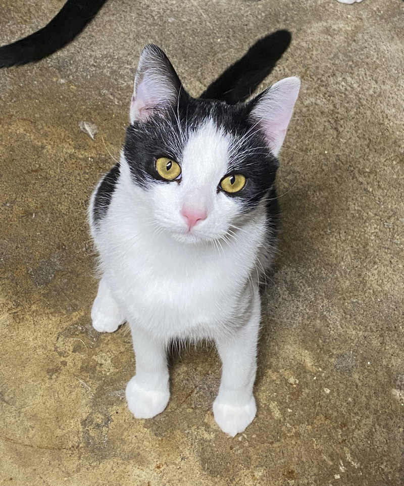 Max, a young male cat up for adoption
