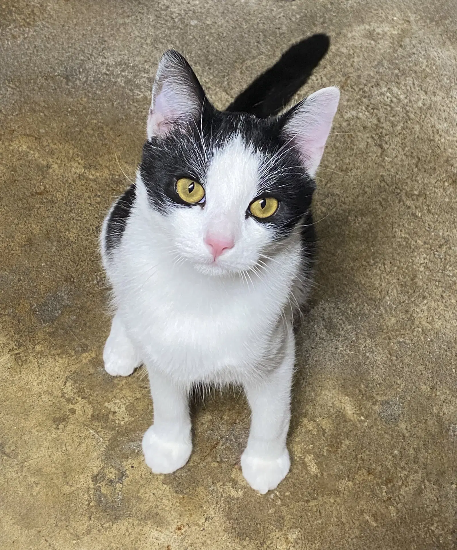 Max - Domestic Short Hair