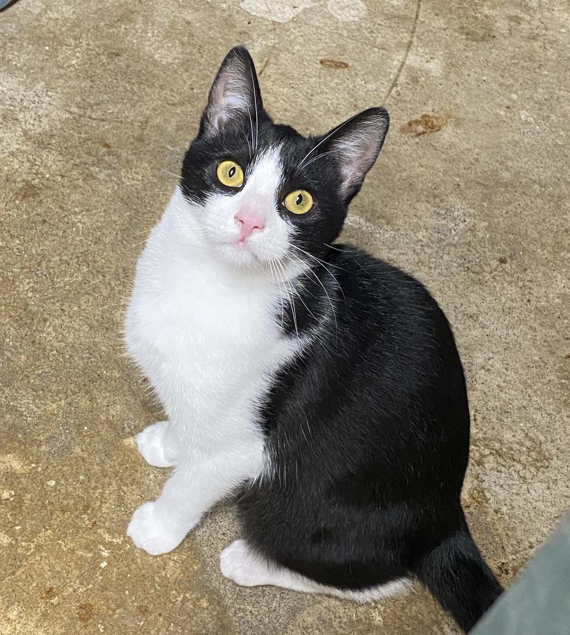 Melvin