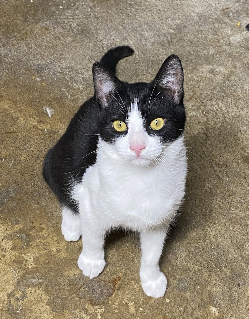 Melvin, a young male cat up for adoption