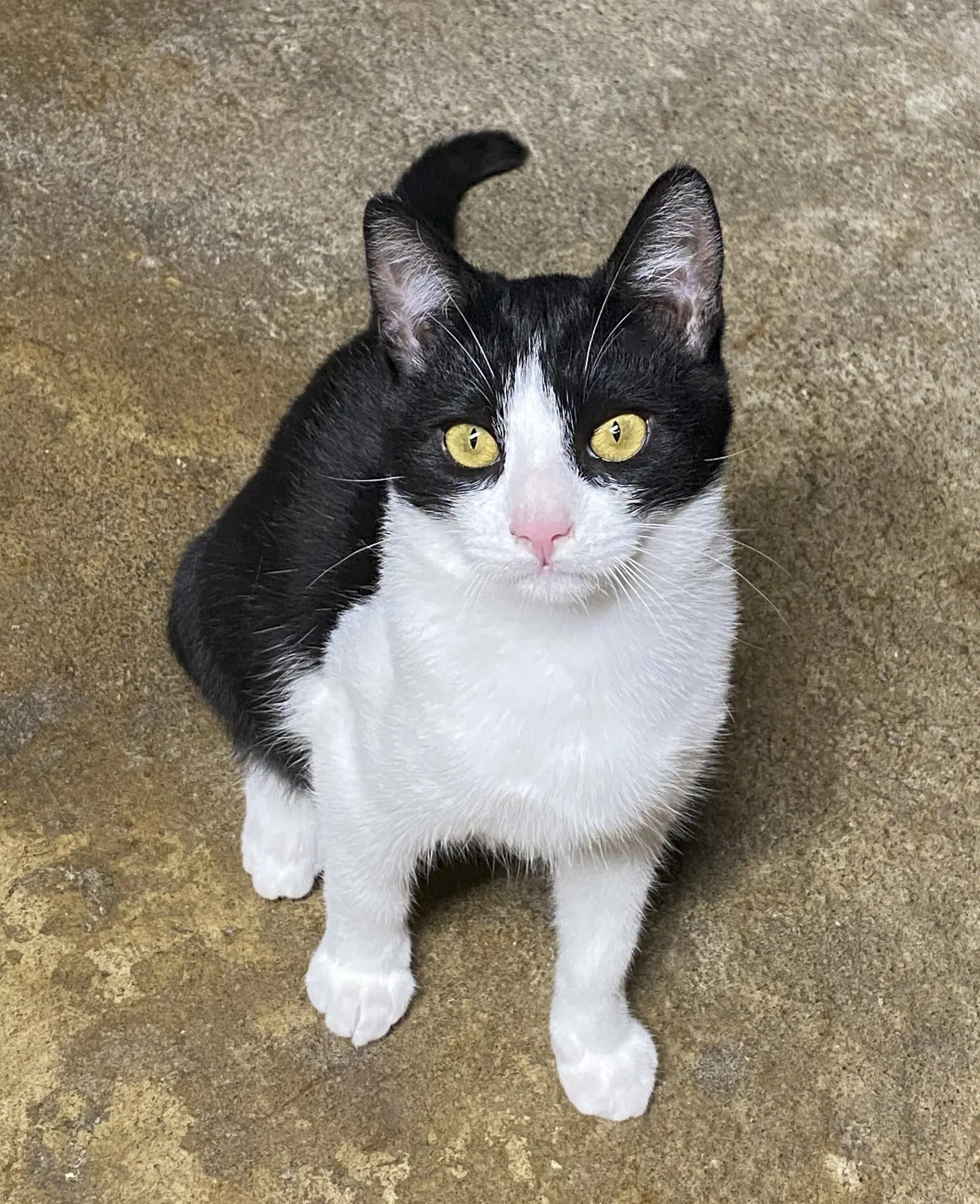Melvin - Domestic Short Hair