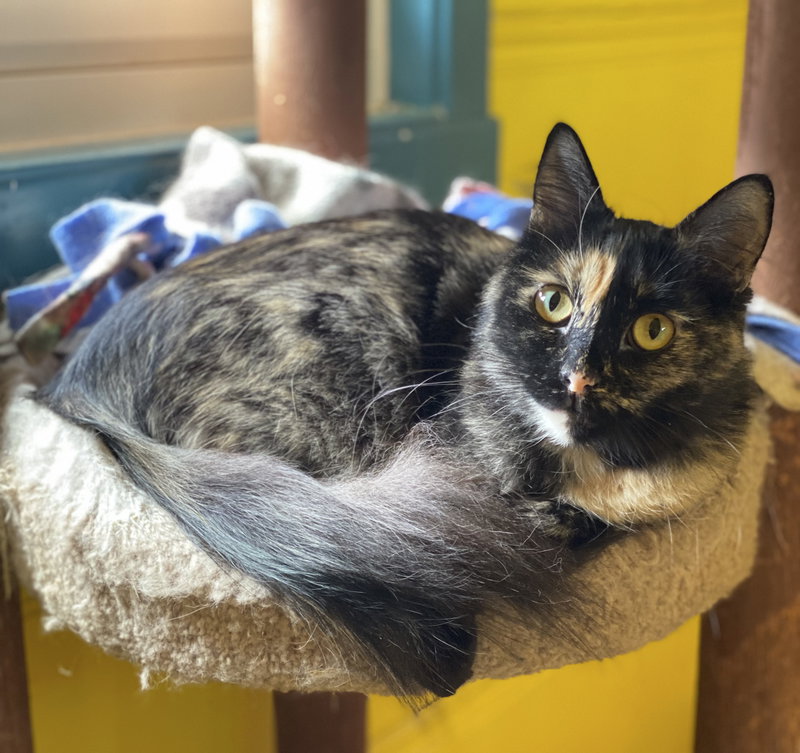 Sadie, an adult female cat up for adoption