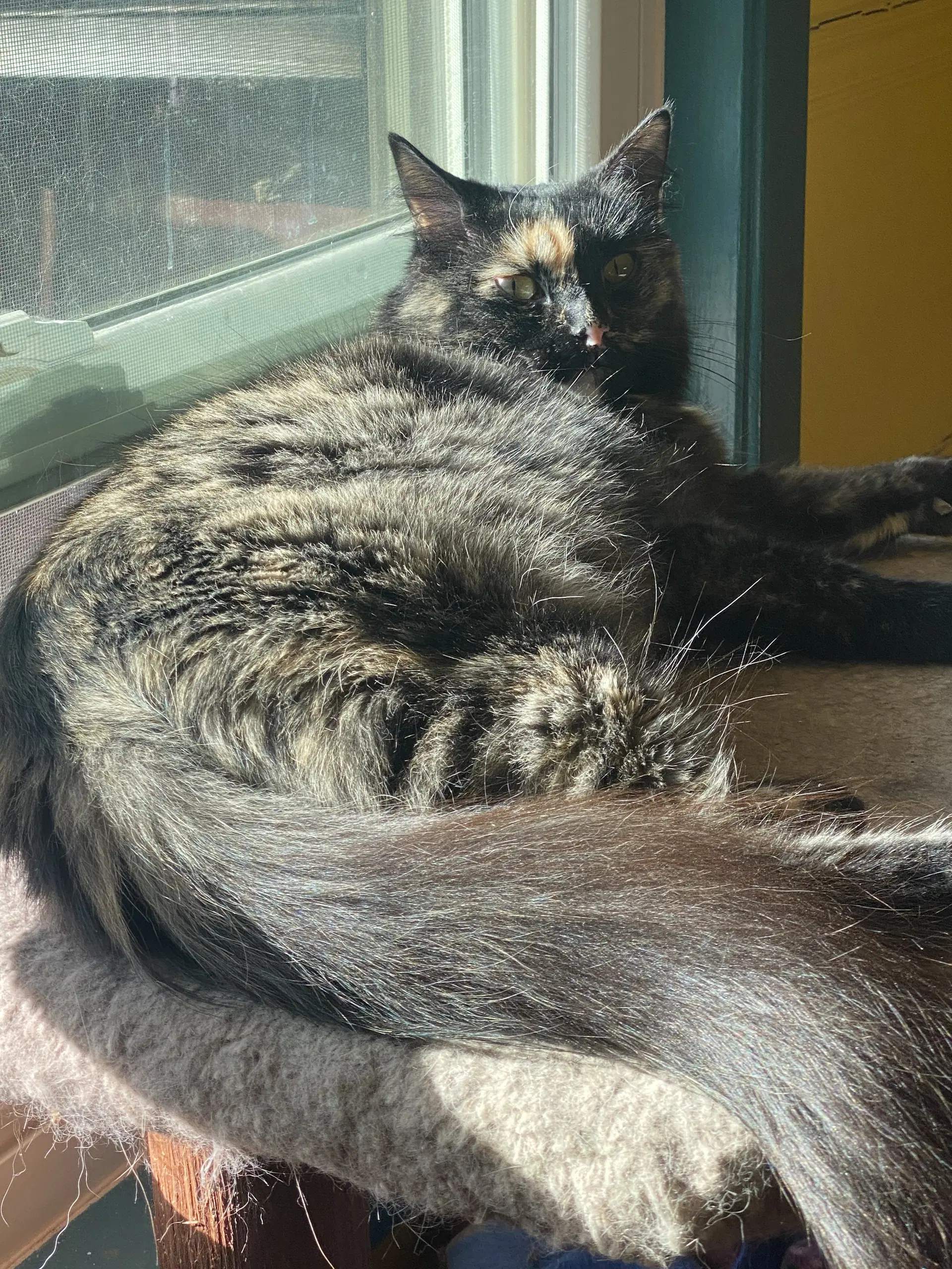 Sadie image 4