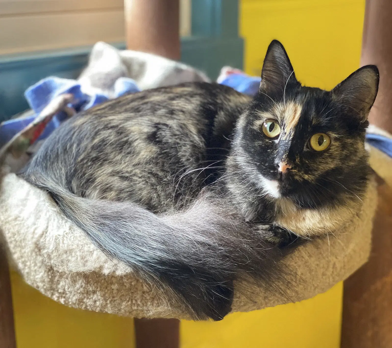 Sadie - Domestic Medium Hair