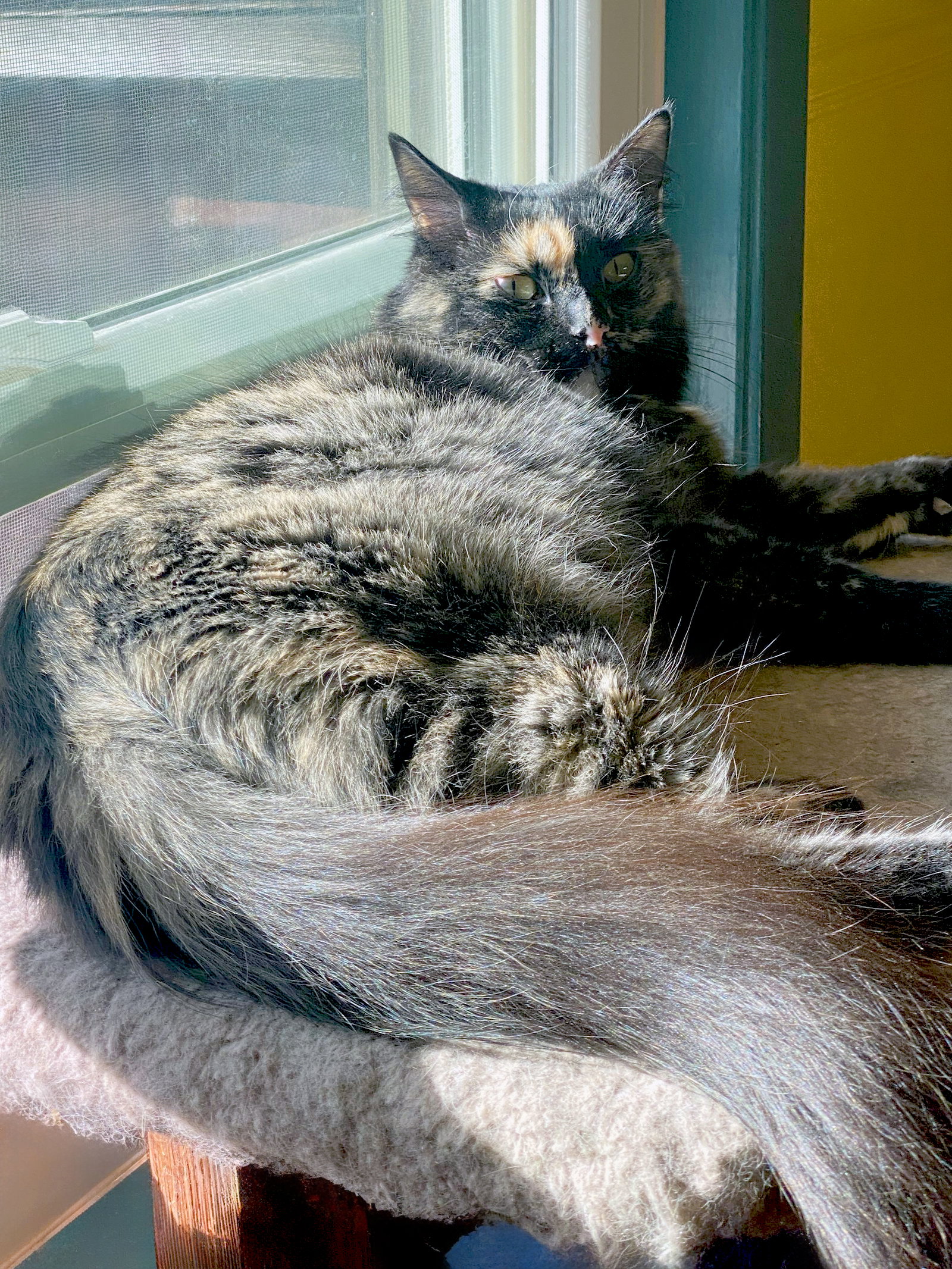 Sadie, photo 5