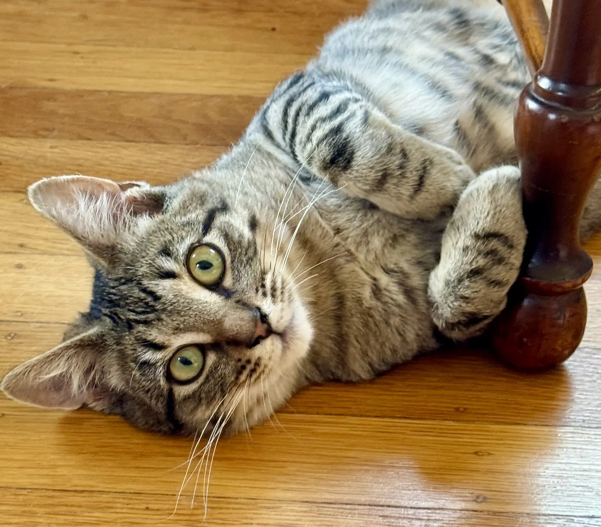 Momo - Tabby