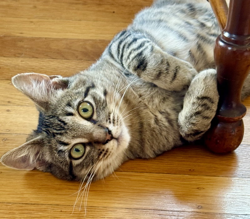 Momo, a male Tabby kitten up for adoption