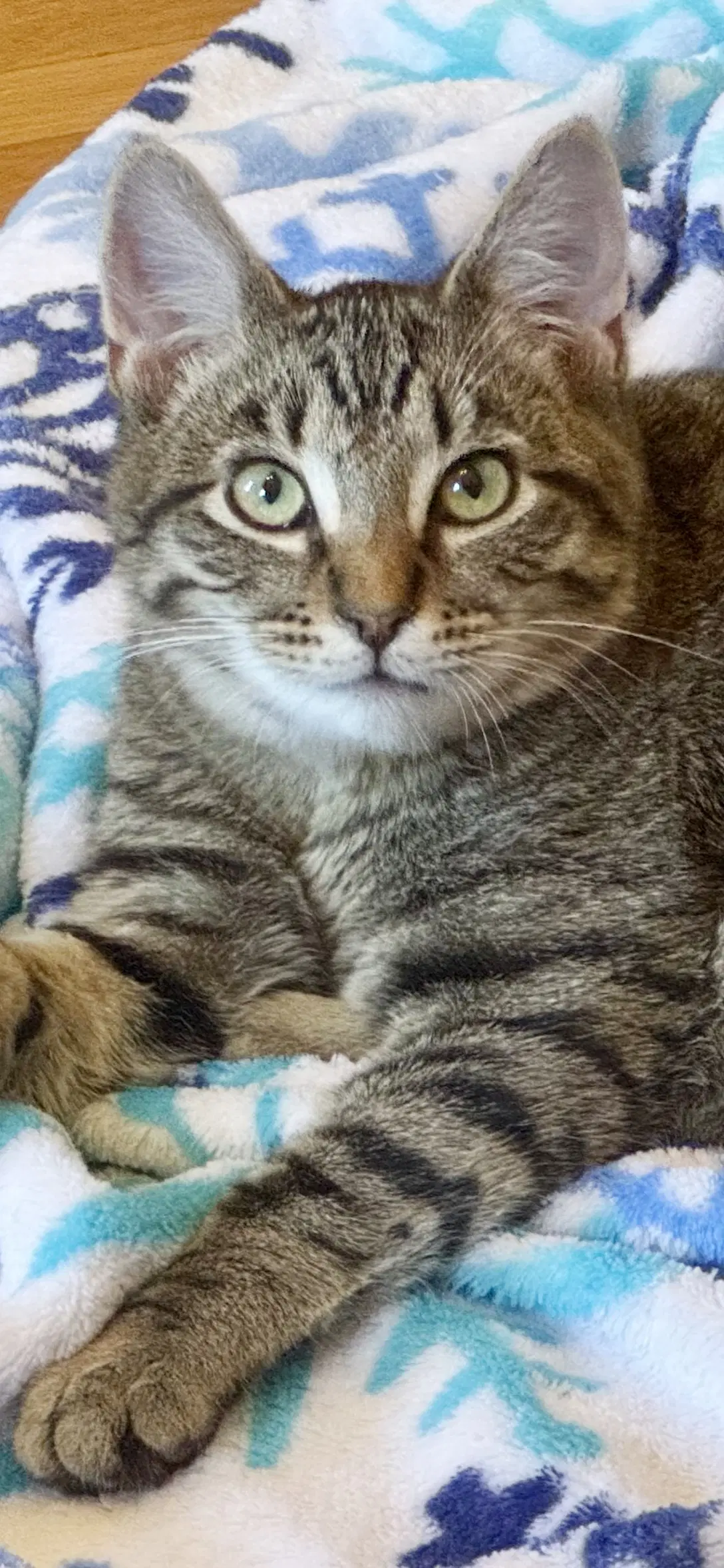 Momo image 3