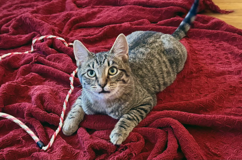 Momo, photo 4