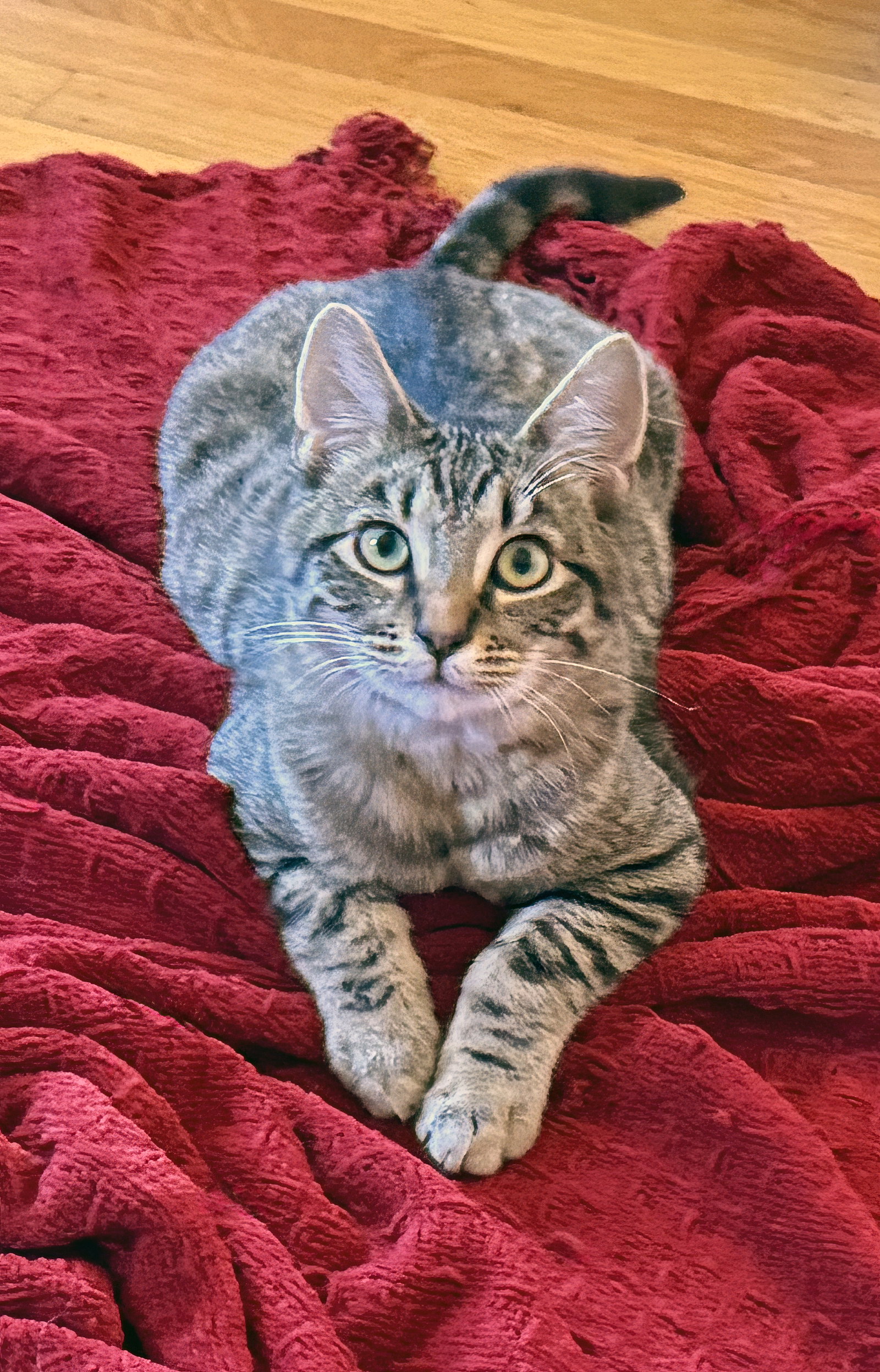 Momo, photo 5