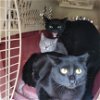 adoptable Cat in columbia, MD named Ferals for Farms!