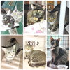 Ferals for Farms! - Photo 2