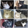 Ferals for Farms! - Photo 3