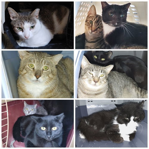 Photo 3 of Ferals for Farms!