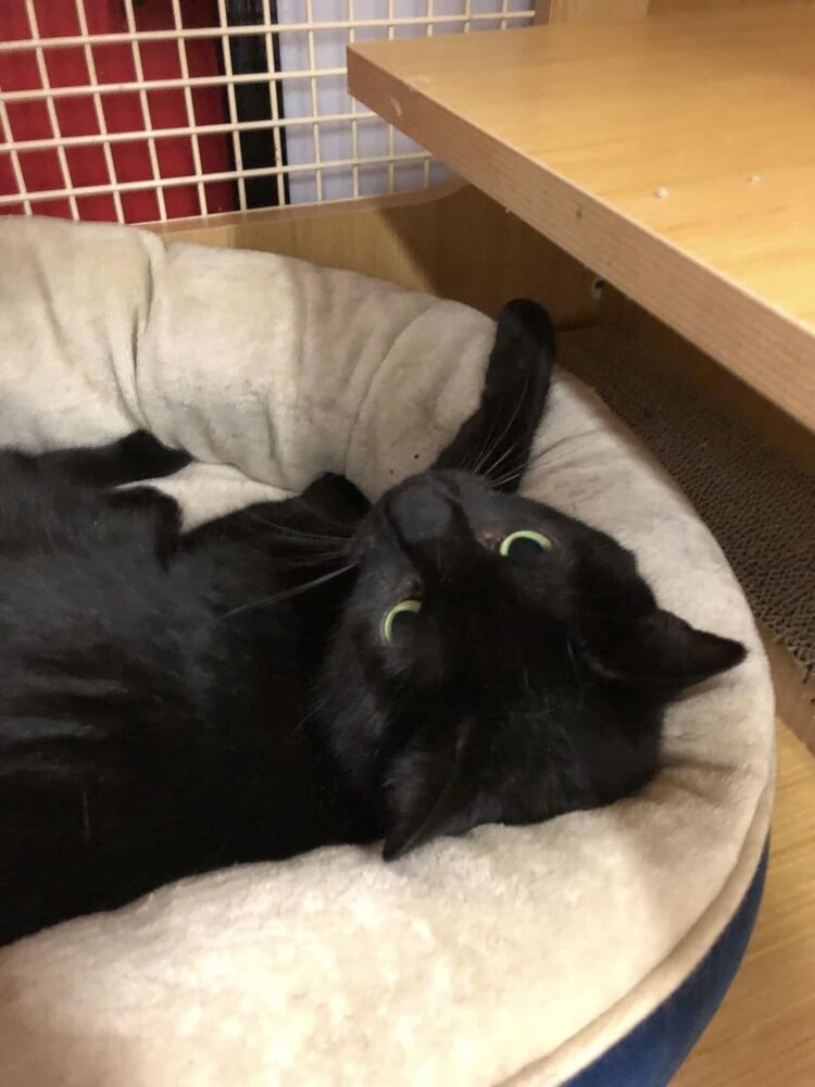 adoptable Cat in Columbia, MD named Momma Uni *Featured at Petco in Columbia, MD*