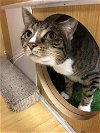 adoptable Cat in columbia, MD named Rosey