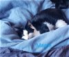 adoptable Cat in , MD named Kitten: Maple