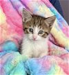 adoptable Cat in  named Kitten: Princess Charlotte