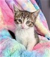 adoptable Cat in columbia, MD named Kitten: Princess Ann