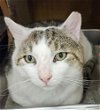 adoptable Cat in columbia, IA named Wishbone *Featured at the Petco in Columbia, MD*