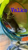 adoptable Cat in , MD named Kitten: Valko