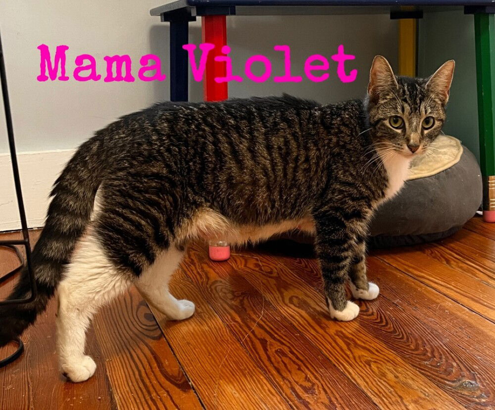 adoptable Cat in Columbia, MD named Momma Violet