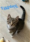 adoptable Cat in  named Kitten: Eggplant