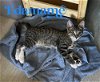 adoptable Cat in  named Kitten: Edamame
