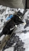 adoptable Cat in  named Kitten: Utah